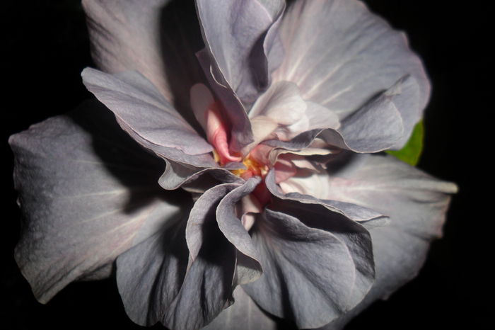 SAM_2241 - hibiscusi 2014-3