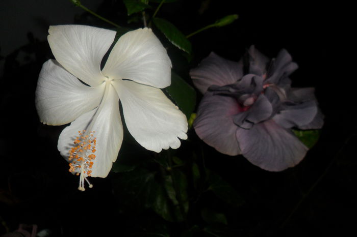 SAM_2244 - hibiscusi 2014-3
