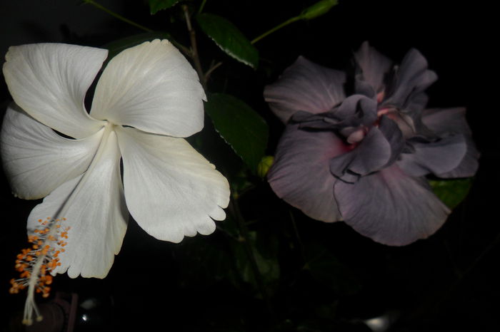 SAM_2245 - hibiscusi 2014-3