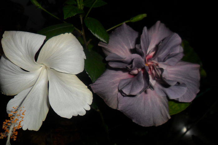 SAM_2247 - hibiscusi 2014-3