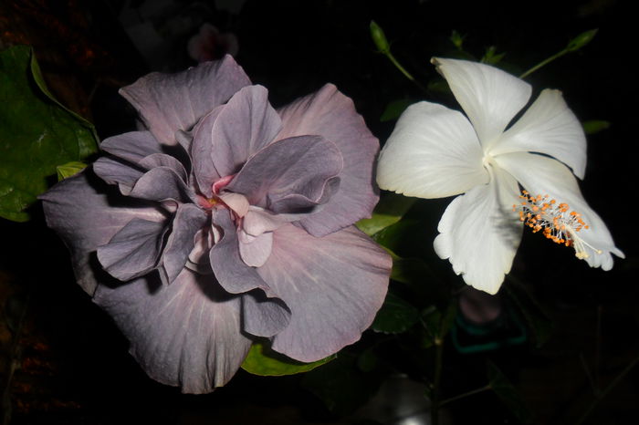 SAM_2248 - hibiscusi 2014-3
