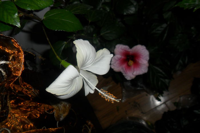 SAM_2250 - hibiscusi 2014-3