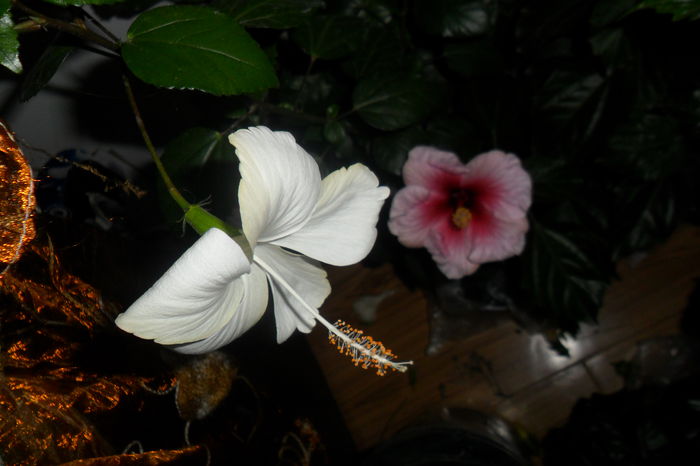 SAM_2251 - hibiscusi 2014-3