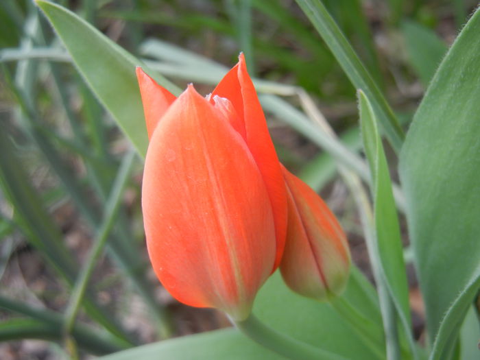 Tulipa Praestans Fusilier (2014, Mar. 25) Tulipa Praestans Fusilier (2014, Mar. 25)