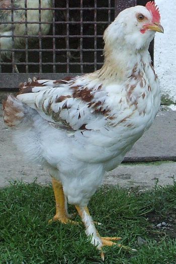 Bălțatul - ca pui mic - 2014