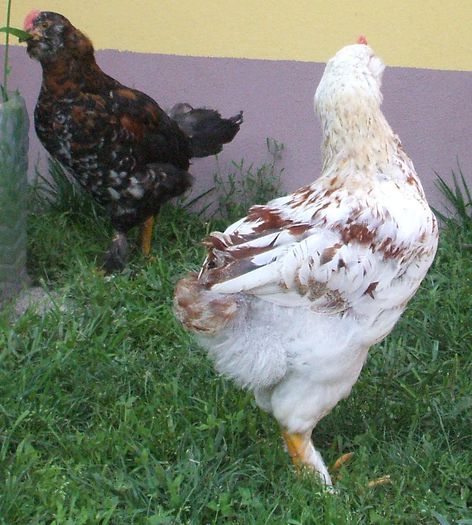 Bălțatul - ca pui mic, cu Engels în fundal - 2014