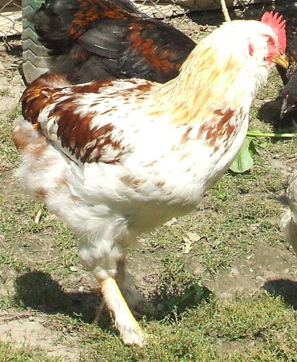 Bălțatul - mărișor - 2014