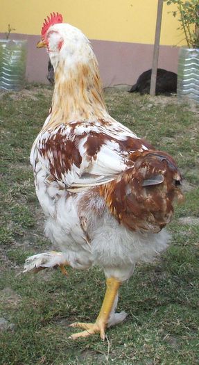 Bălțatul - și mai mărișor - 2014