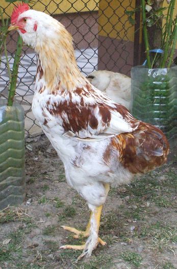 Bălțatul - și mai mărișor 2 - 2014