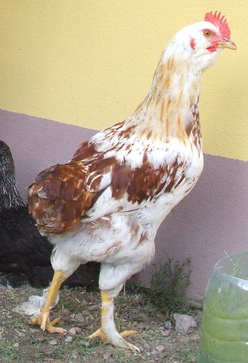 Bălțatul - și mai mărișor 3 - 2014