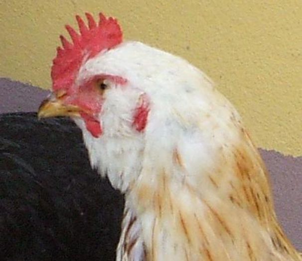 Bălțatul - și mai mărișor 4 - portret - 2014