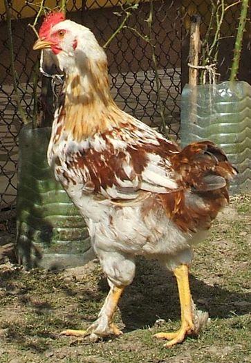 Bălțatul - și mai și - 2014