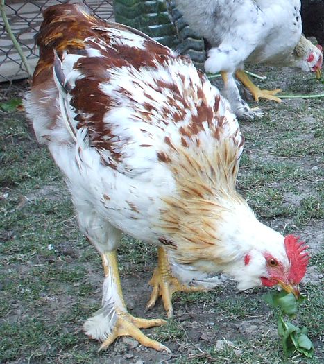 Bălțatul - și mai și de tot - 2014