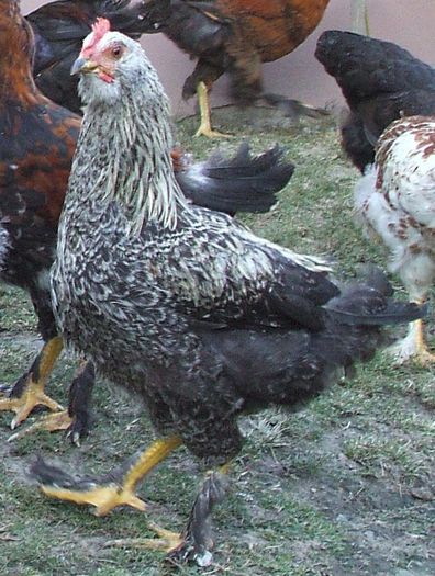 Silver - tot el - 2014