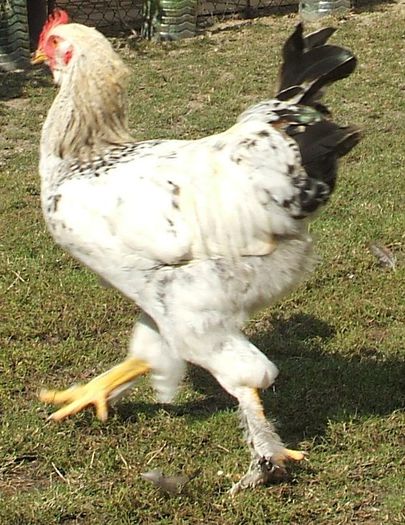 Columbianul - 2 - 2014