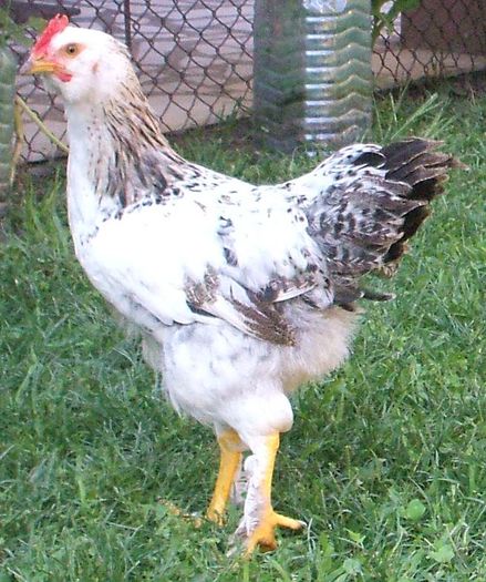 Columbianul - pui mic - 2014