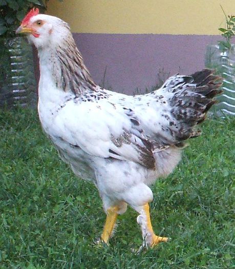 Columbianul - pui mic2 - 2014