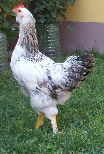 Columbianul - pui mic3 - 2014