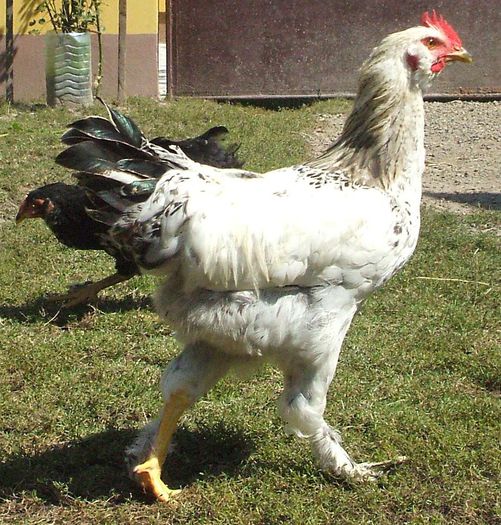 Columbianul - tot el - 2014