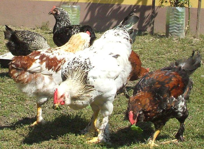 Columbianul cu Engels, Bălțatul & Blue - 2014