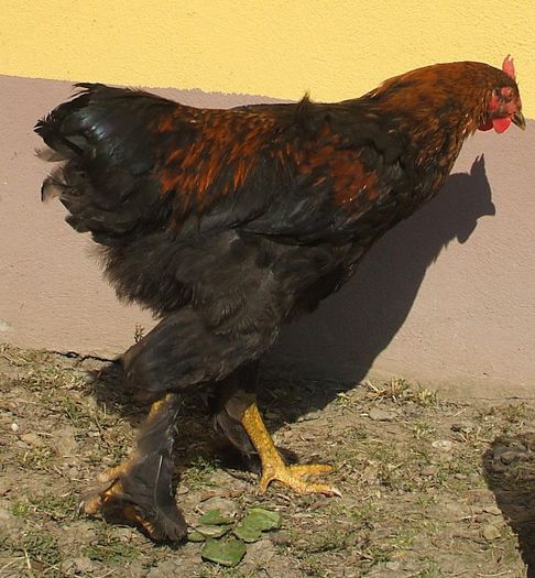 Cooper - 2 sau... nu - 2014