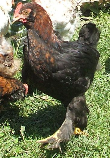 Cooper - pui mic - 2014