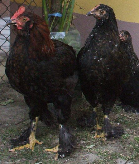 Cooper cu consoarta 2 - 2014