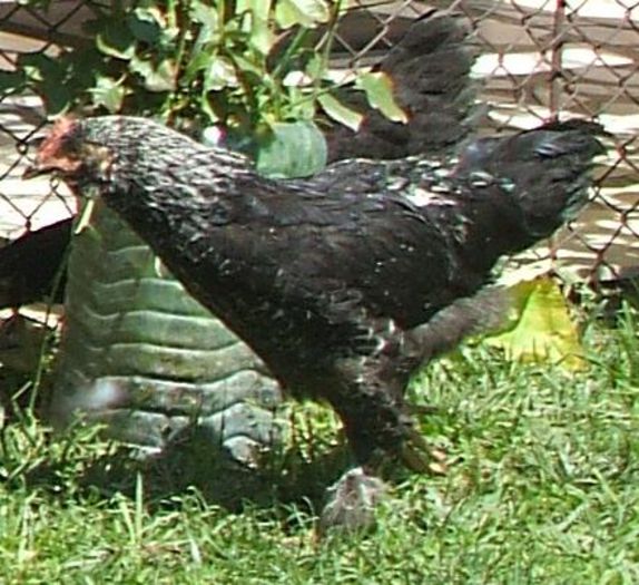 Blue - tot pe când era pui mic - 2014