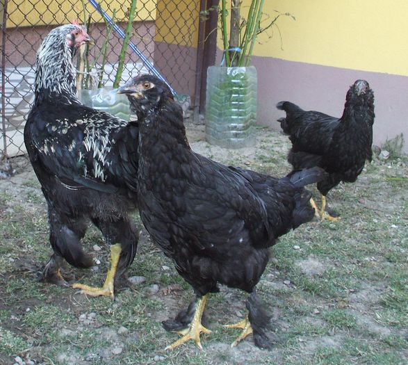 Blue și consoartele - 2014