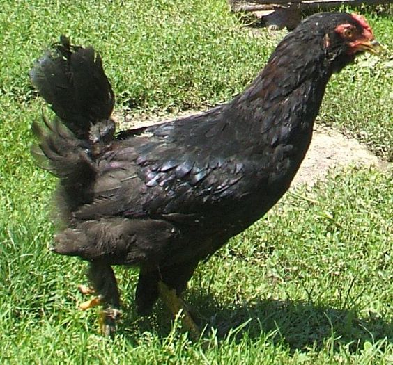 Cocoș de munte 1 el - 2014