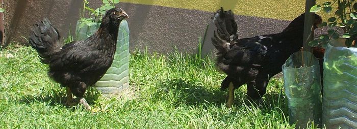 Cocoș de munte 1 pereche bis - 2014