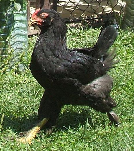 Cocoș de munte 1a - 2014