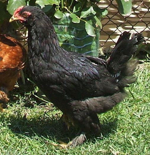 Cocoș de munte 1b - 2014