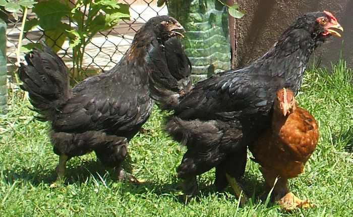 Cocoși de munte 1 pereche m&f - 2014