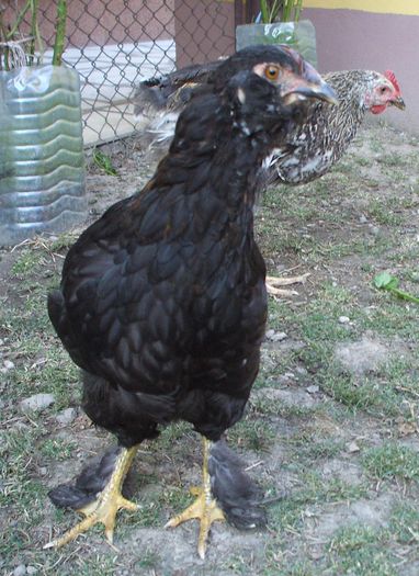 Montana - neagră - 2014