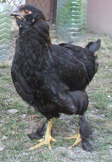 Montana - neagră 1 - 2014