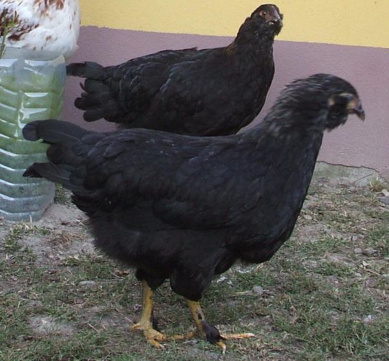 Montana - neagră 2 - 2014