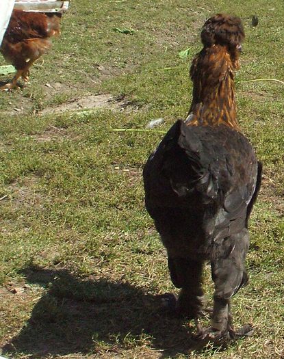 Moțata neagră - spate - 2014