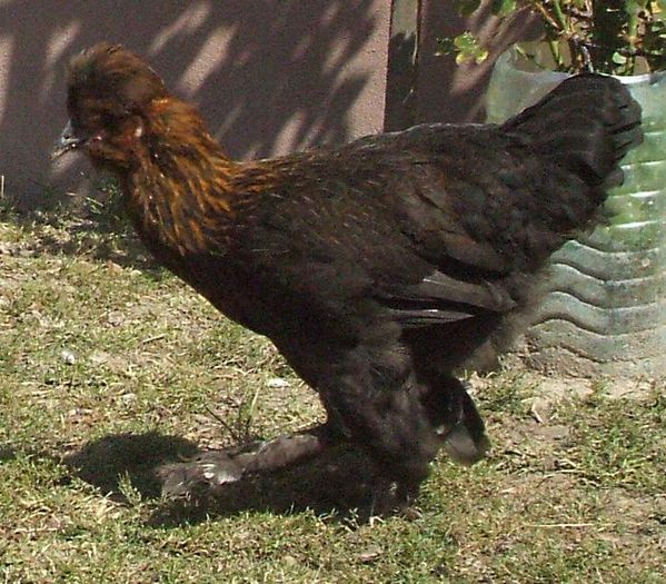 Moțata neagră alertă - 2014