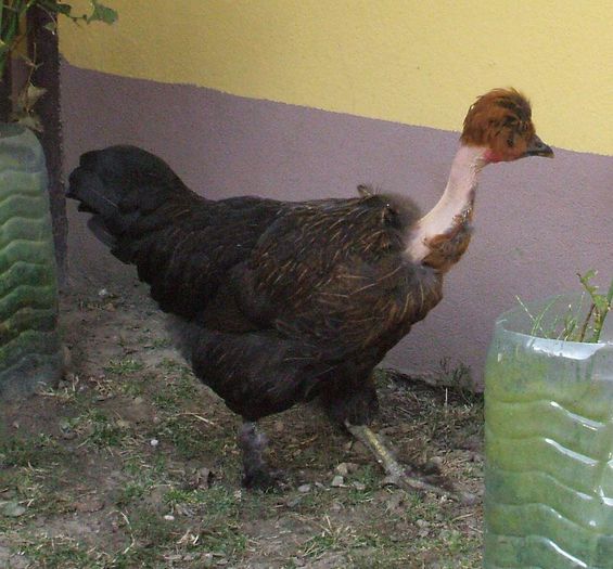 Peleaga moață 2 - 2014