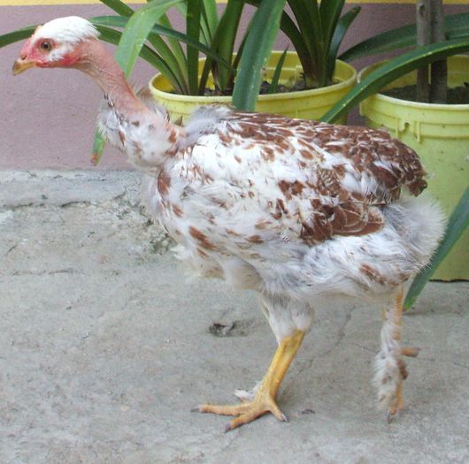 Peleaga șargă - 2014