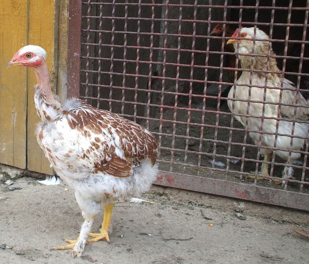 Peleaga șargă 2 - 2014