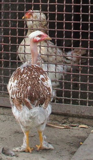 Peleaga șargă 2b - 2014