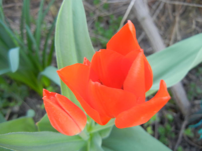Tulipa Praestans Fusilier (2014, Mar. 27) Tulipa Praestans Fusilier (2014, Mar. 27)