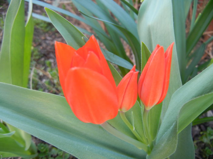 Tulipa Praestans Fusilier (2014, Mar. 27) Tulipa Praestans Fusilier (2014, Mar. 27)