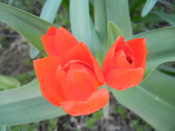 Tulipa Praestans Fusilier (2014, Mar. 29) Tulipa Praestans Fusilier (2014, Mar. 29)
