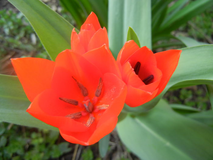 Tulipa Praestans Fusilier (2014, Mar. 29) Tulipa Praestans Fusilier (2014, Mar. 29)