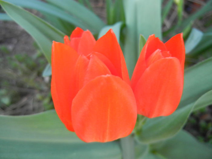 Tulipa Praestans Fusilier (2014, Mar. 29) Tulipa Praestans Fusilier (2014, Mar. 29)
