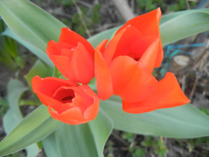 Tulipa Praestans Fusilier (2014, Mar. 29) Tulipa Praestans Fusilier (2014, Mar. 29)