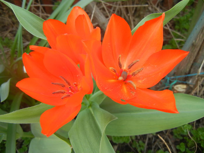 Tulipa Praestans Fusilier (2014, April 01) Tulipa Praestans Fusilier (2014, April 01)